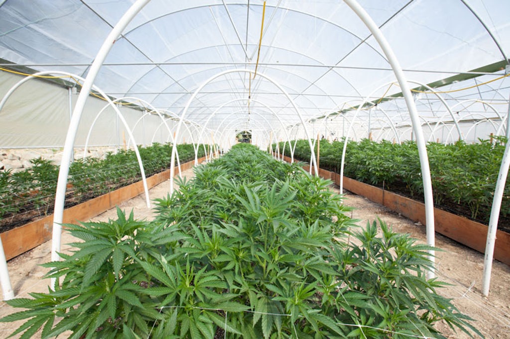 O cultivo indoor da cannabis é realizado em salas ou estufas