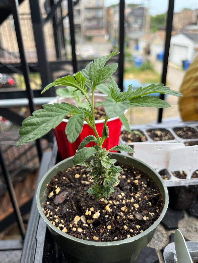 A cannabis plant that has been flowered-7