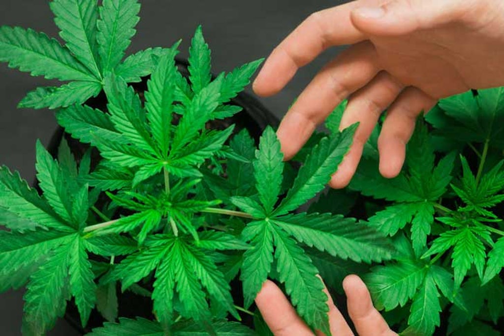 The most common cannabinoids found in cannabis plants are THC and CBD