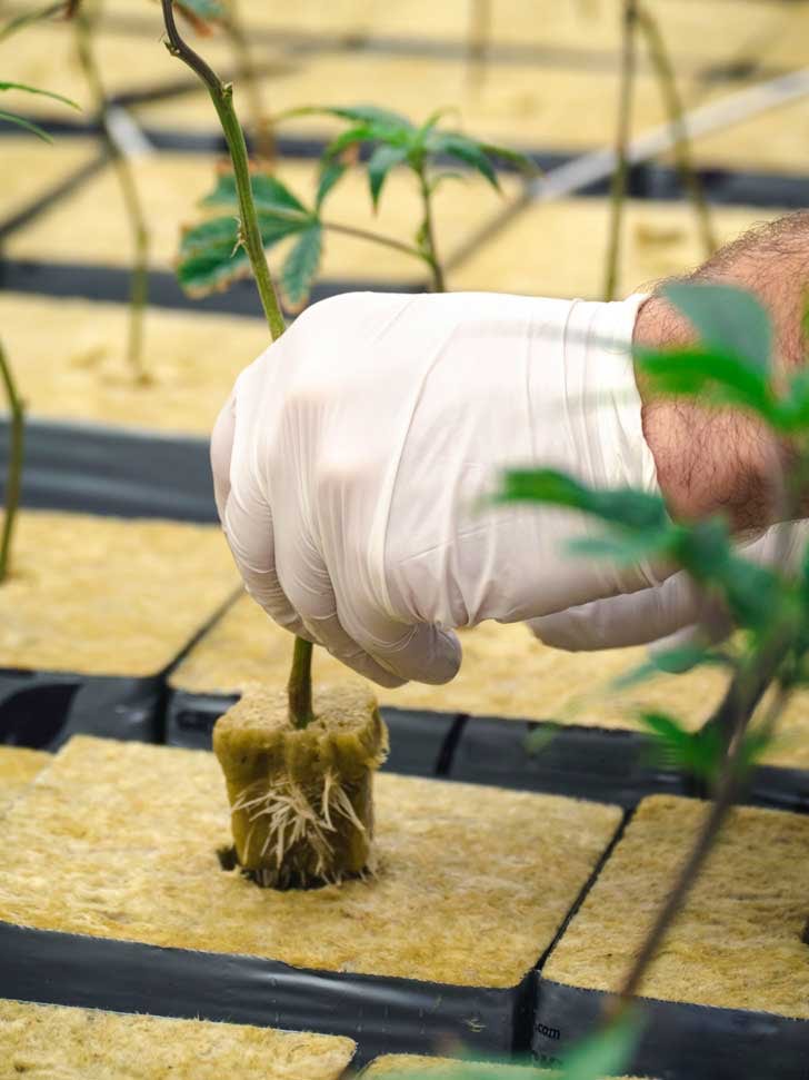 A cannabis clone in a rock wool cube