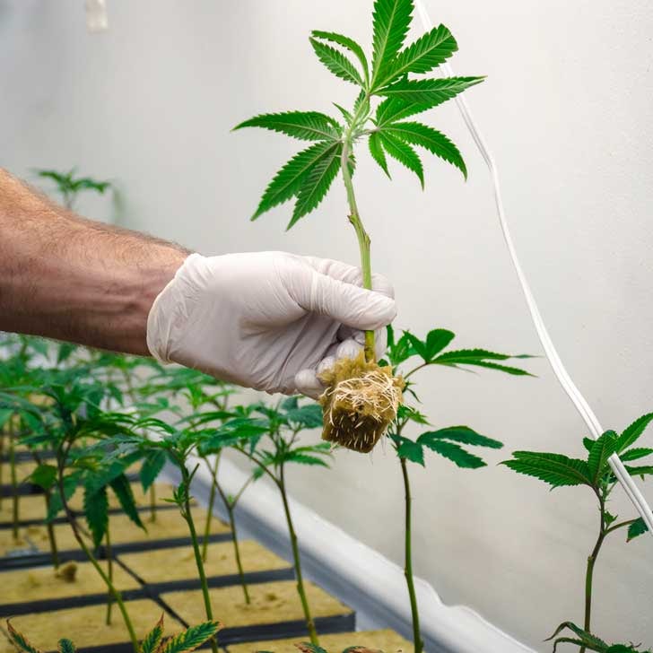 cannabis clone