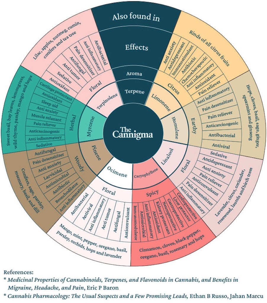 Chart showing the synergy between cannabinoids and terpenes