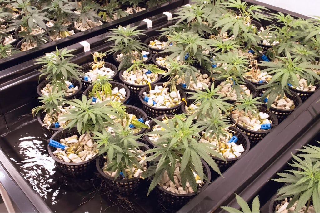 Hydroponic beds of cannabis seedlings