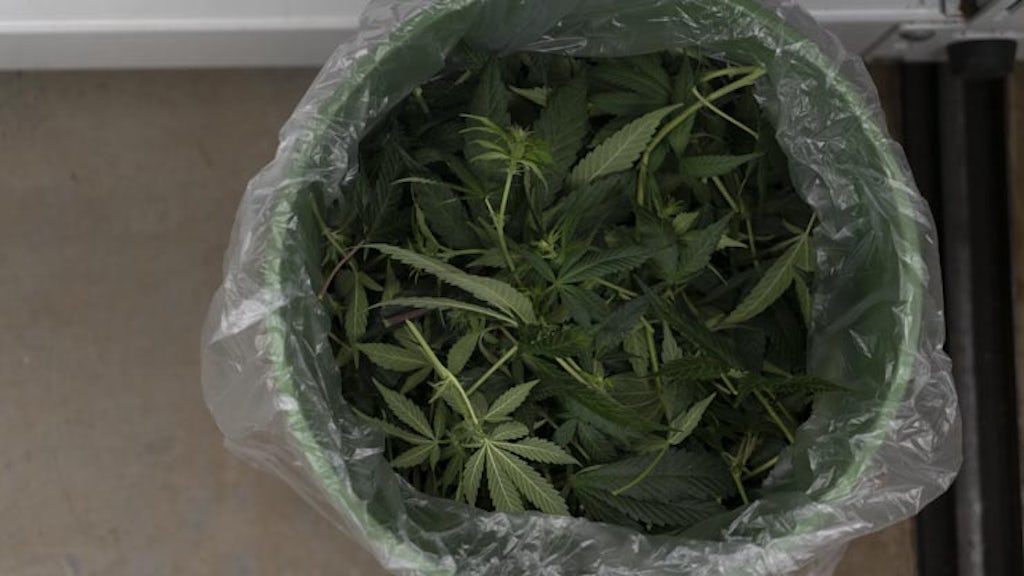 Marijuana leaves in a trash can