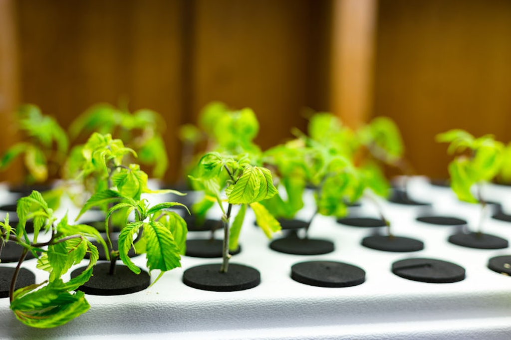 Small medical marijuana seedlings at a medical marijuana grow operation. 