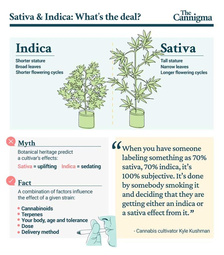 Indica vs Sativa: all you need to know