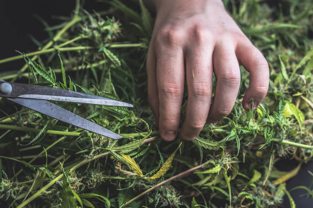 Trimming cannabis plants